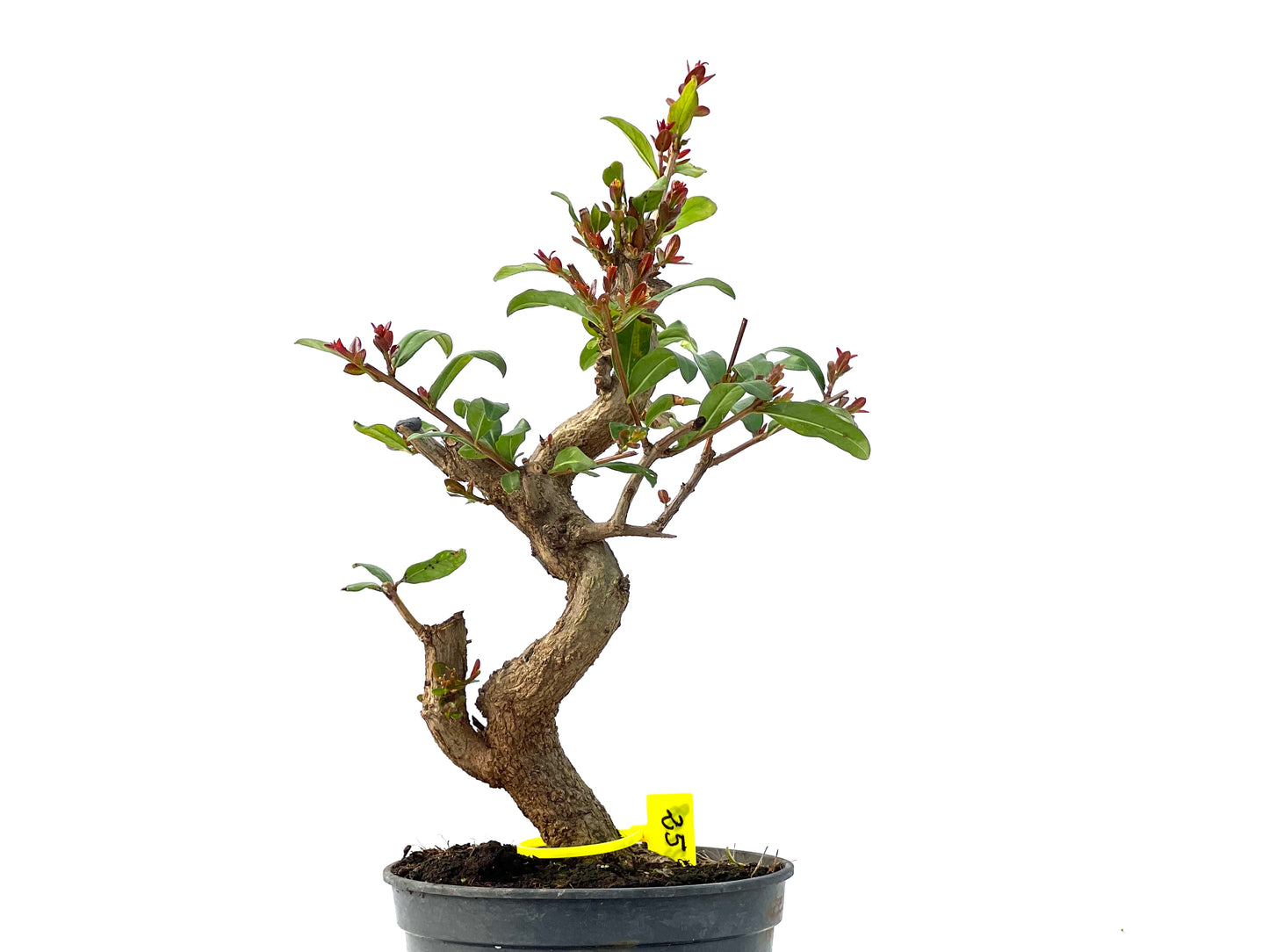 Punica Granatum Nejikan 2158