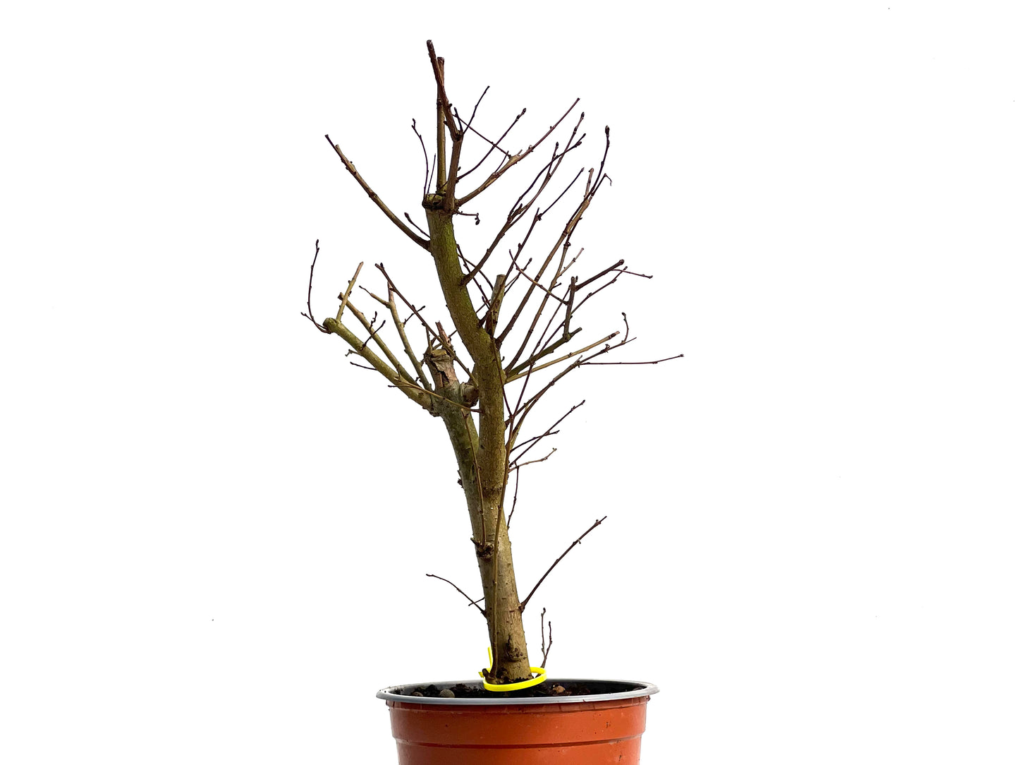 Ulmus Minor 3790