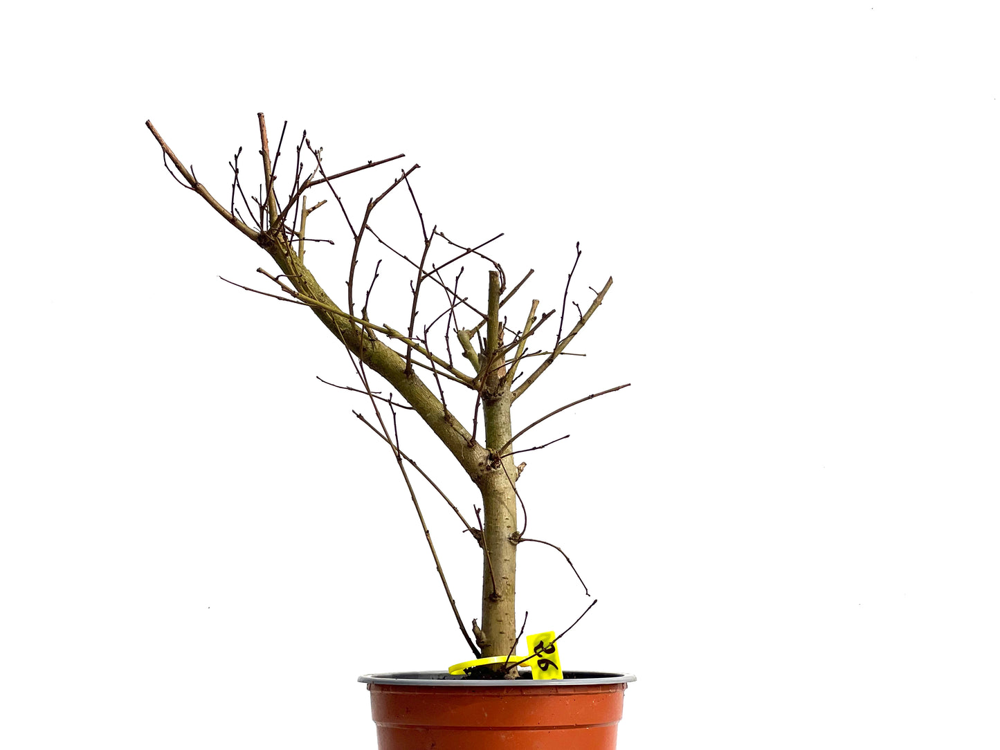 Ulmus Minor 3790