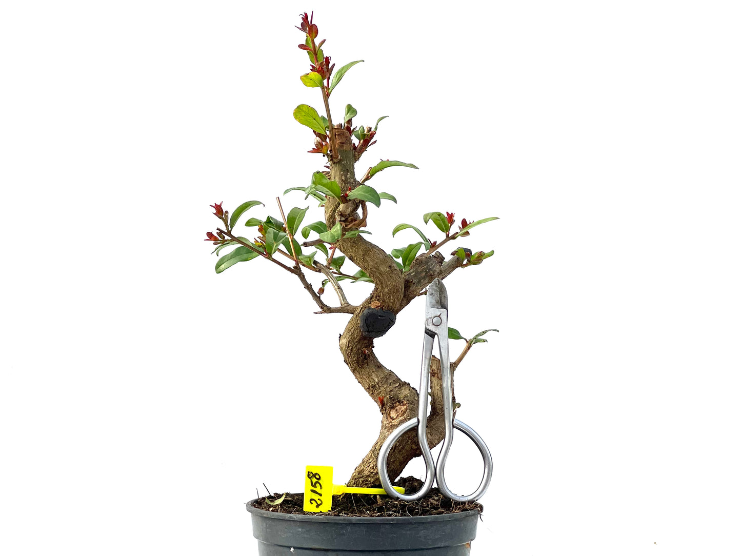 Punica Granatum Nejikan 2158
