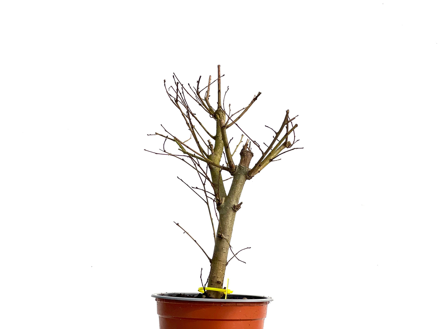 Ulmus Minor 3790