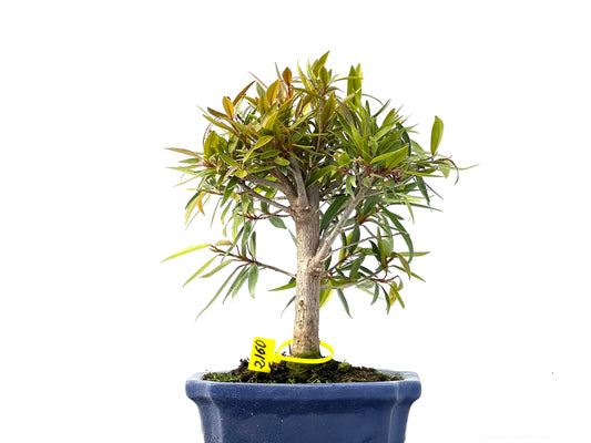 Ficus Nerifolia 2160