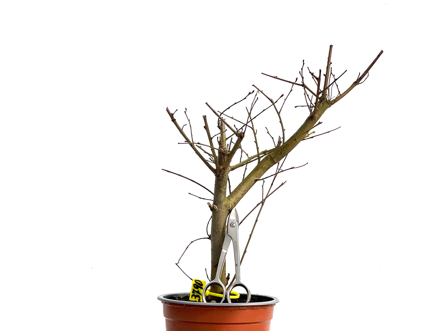 Ulmus Minor 3790