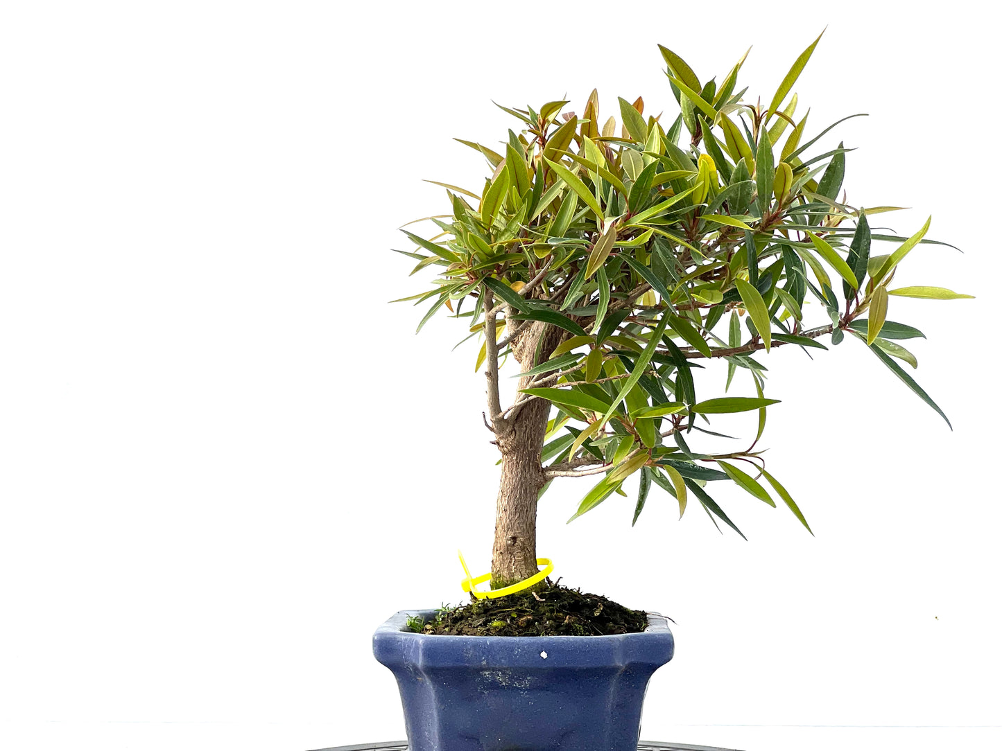 Ficus Nerifolia 2160