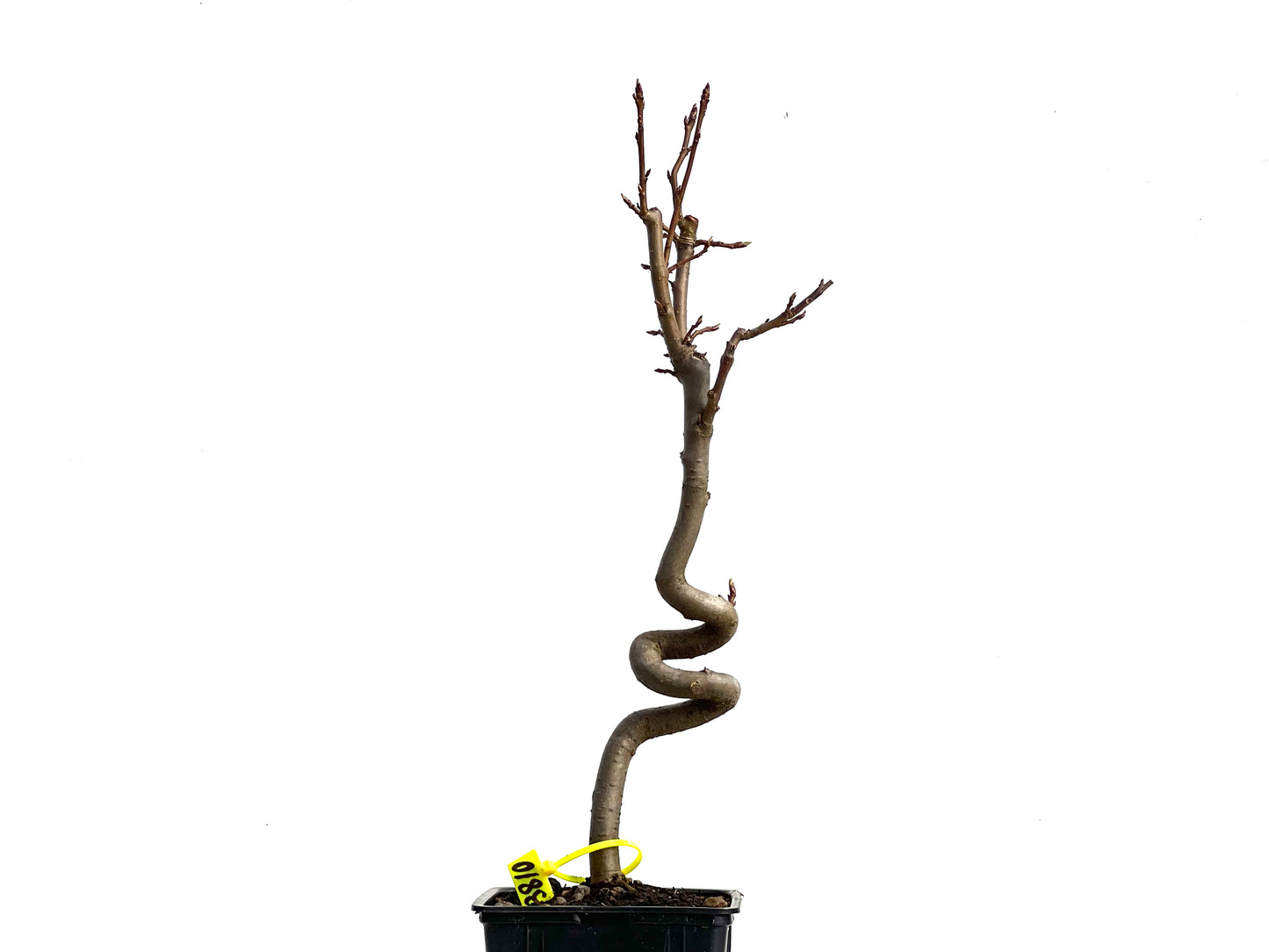 Liquidambar 3810