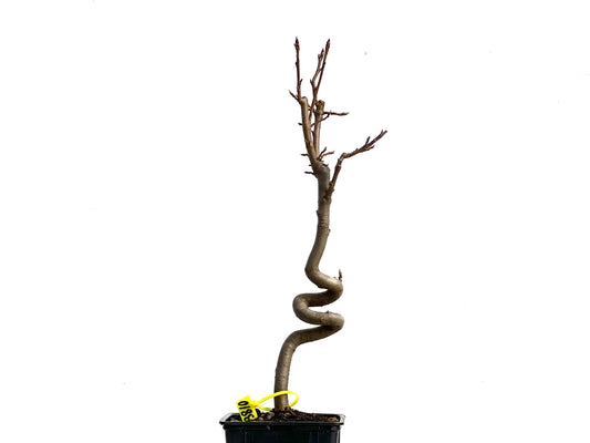 Liquidambar 3810