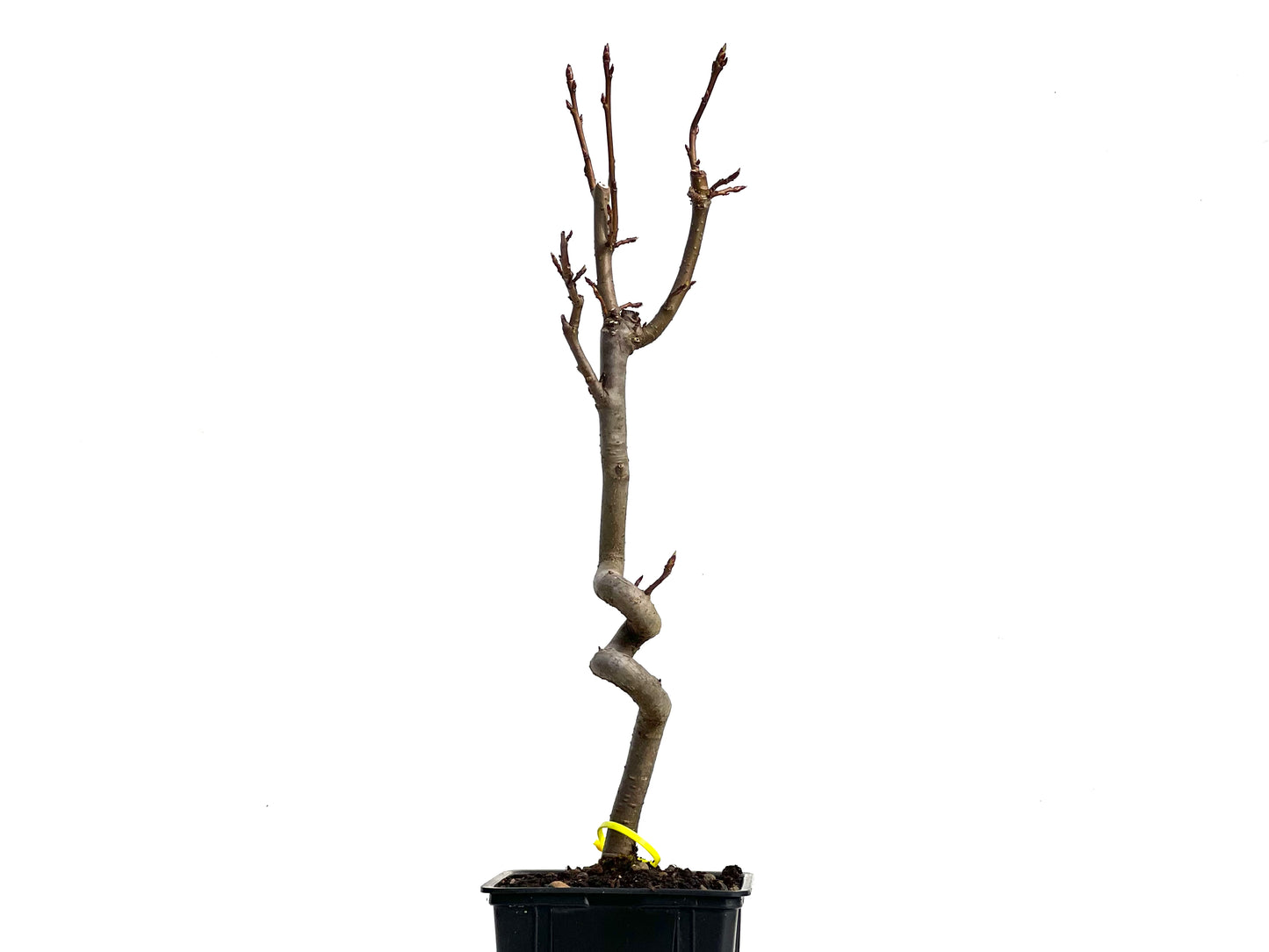 Liquidambar 3810