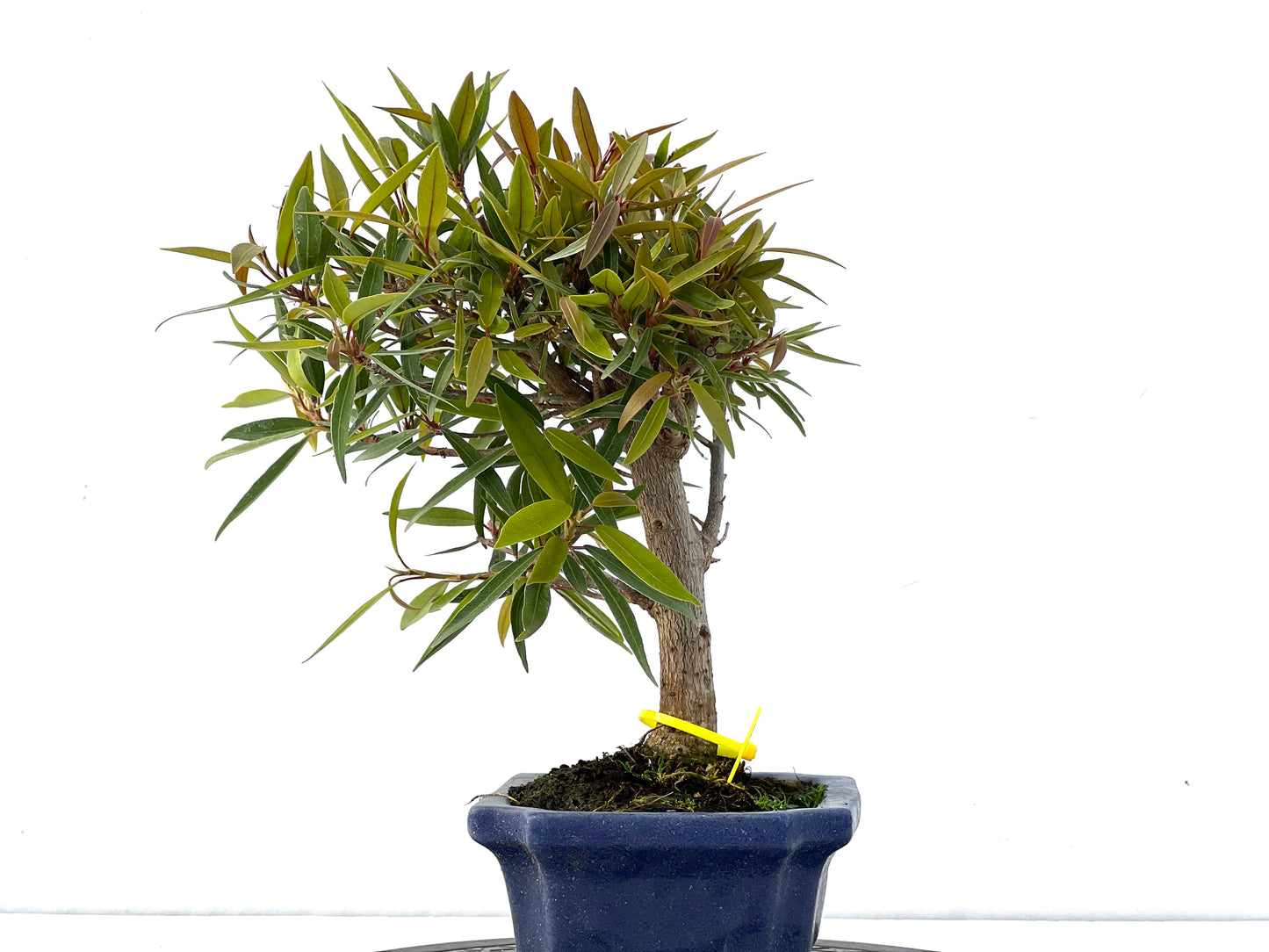 Ficus Nerifolia 2160