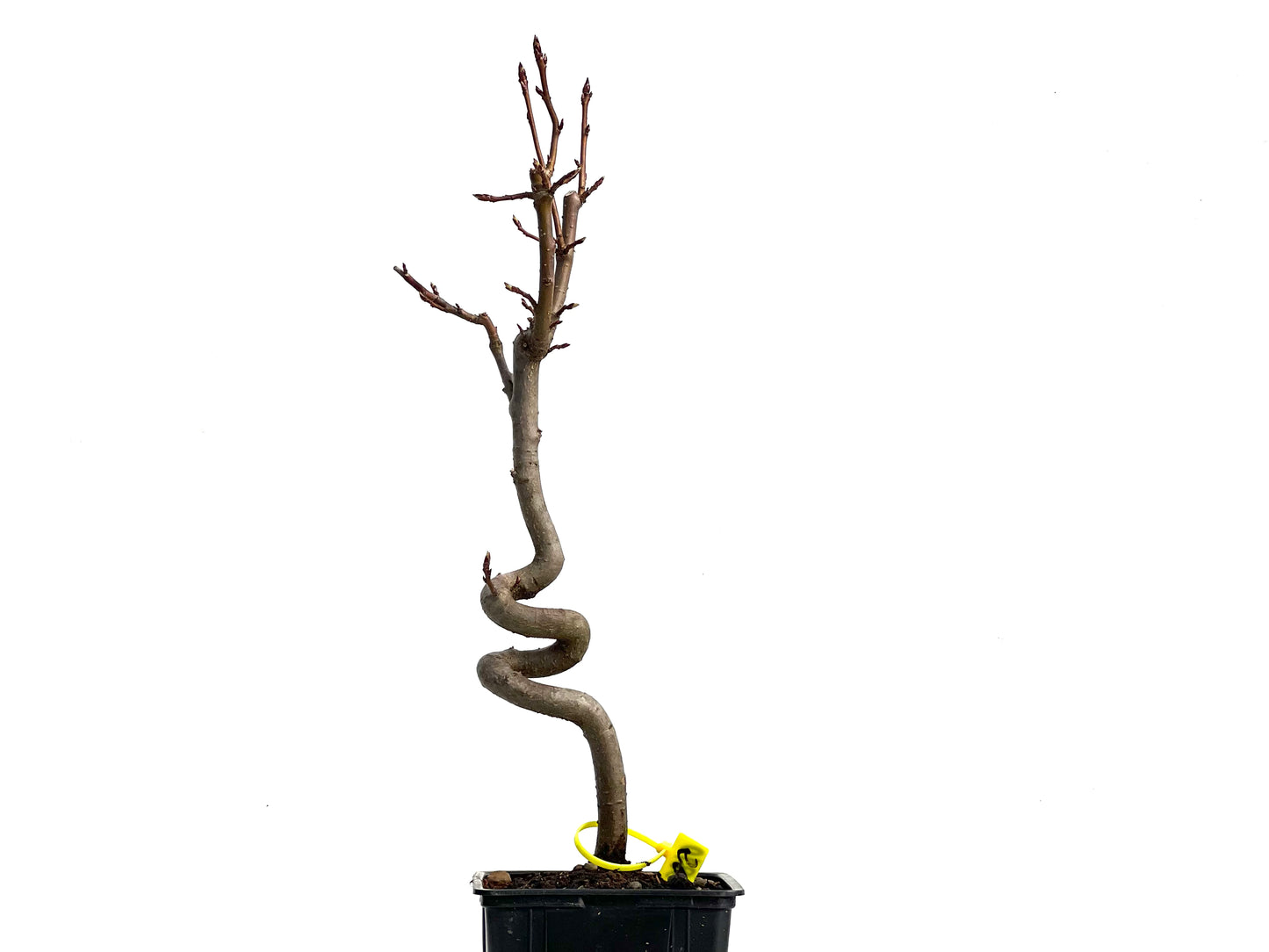 Liquidambar 3810