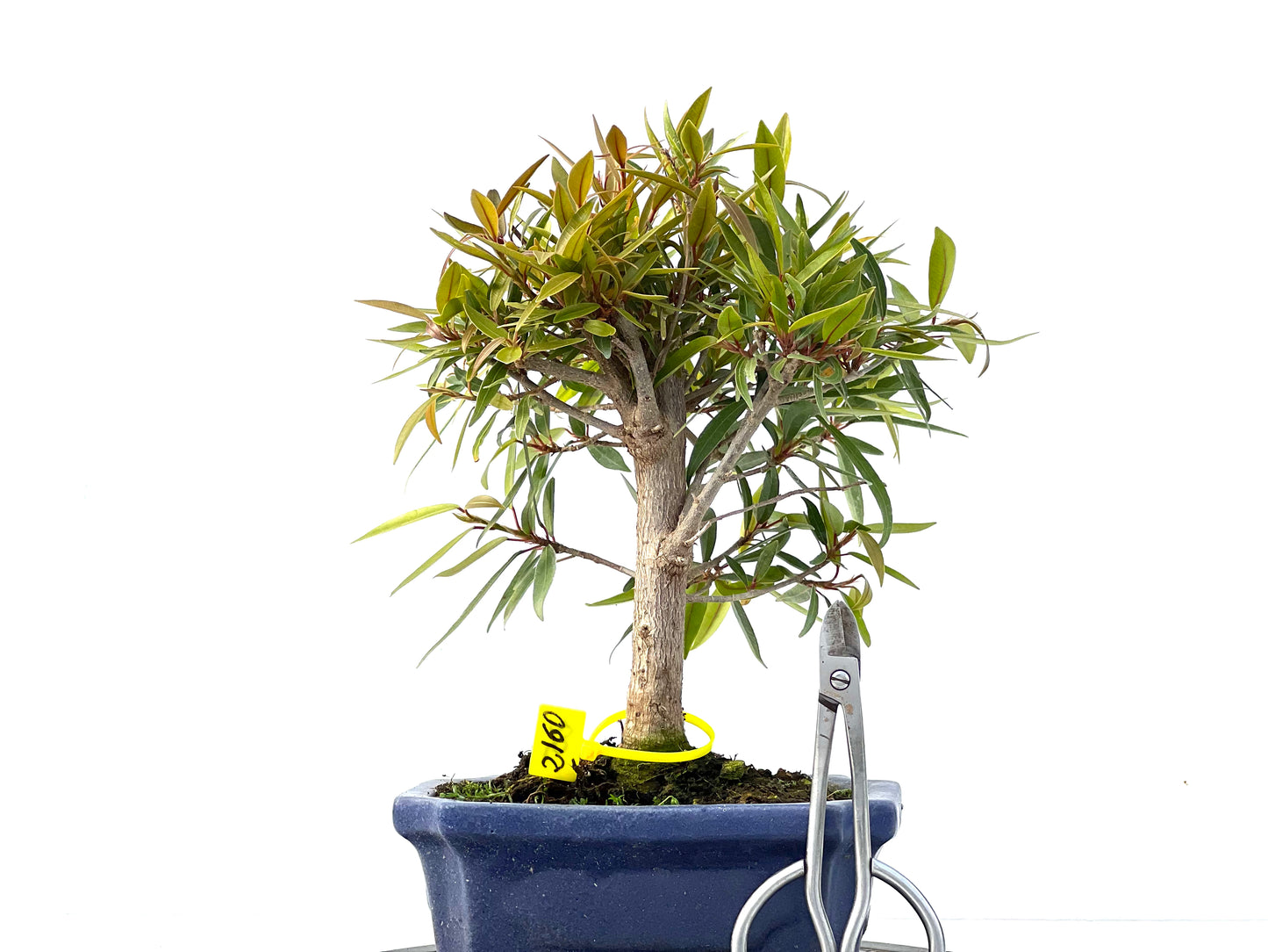 Ficus Nerifolia 2160