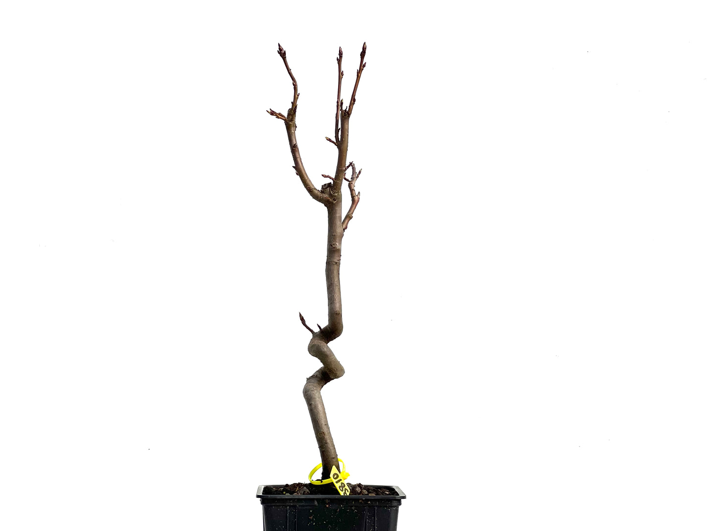 Liquidambar 3810