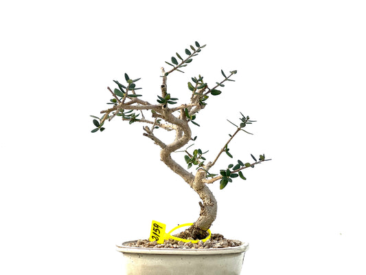 Olea Europaea Sylvestris 2159