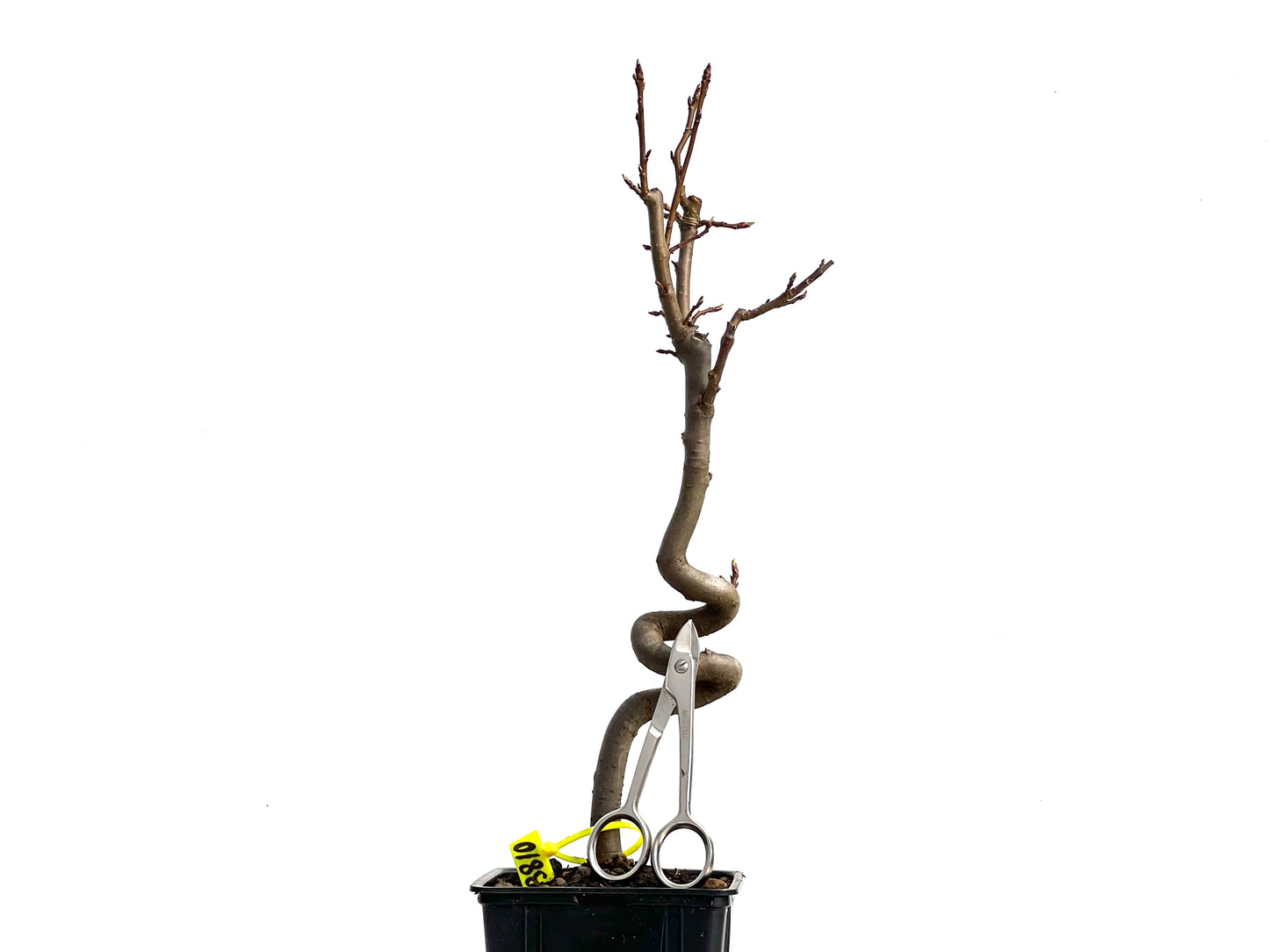 Liquidambar 3810