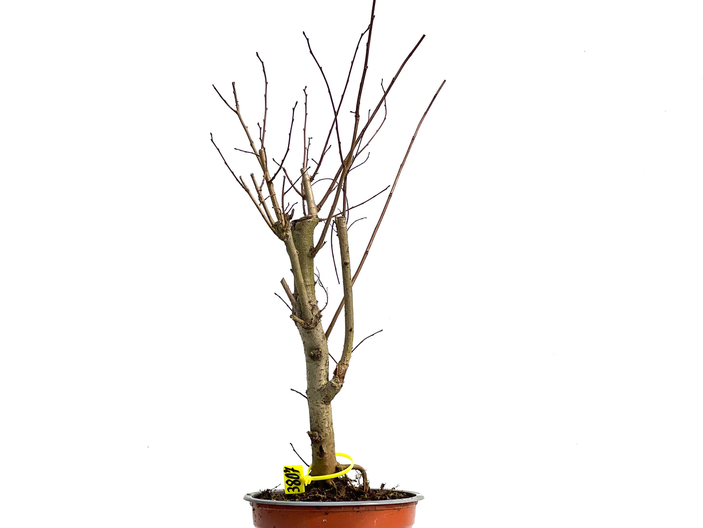 Ulmus Minor 3807
