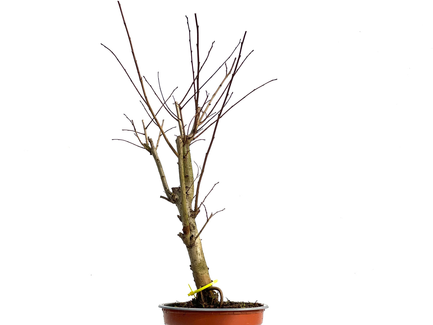 Ulmus Minor 3807