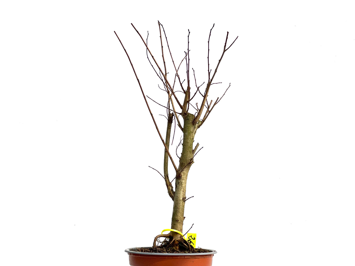 Ulmus Minor 3807