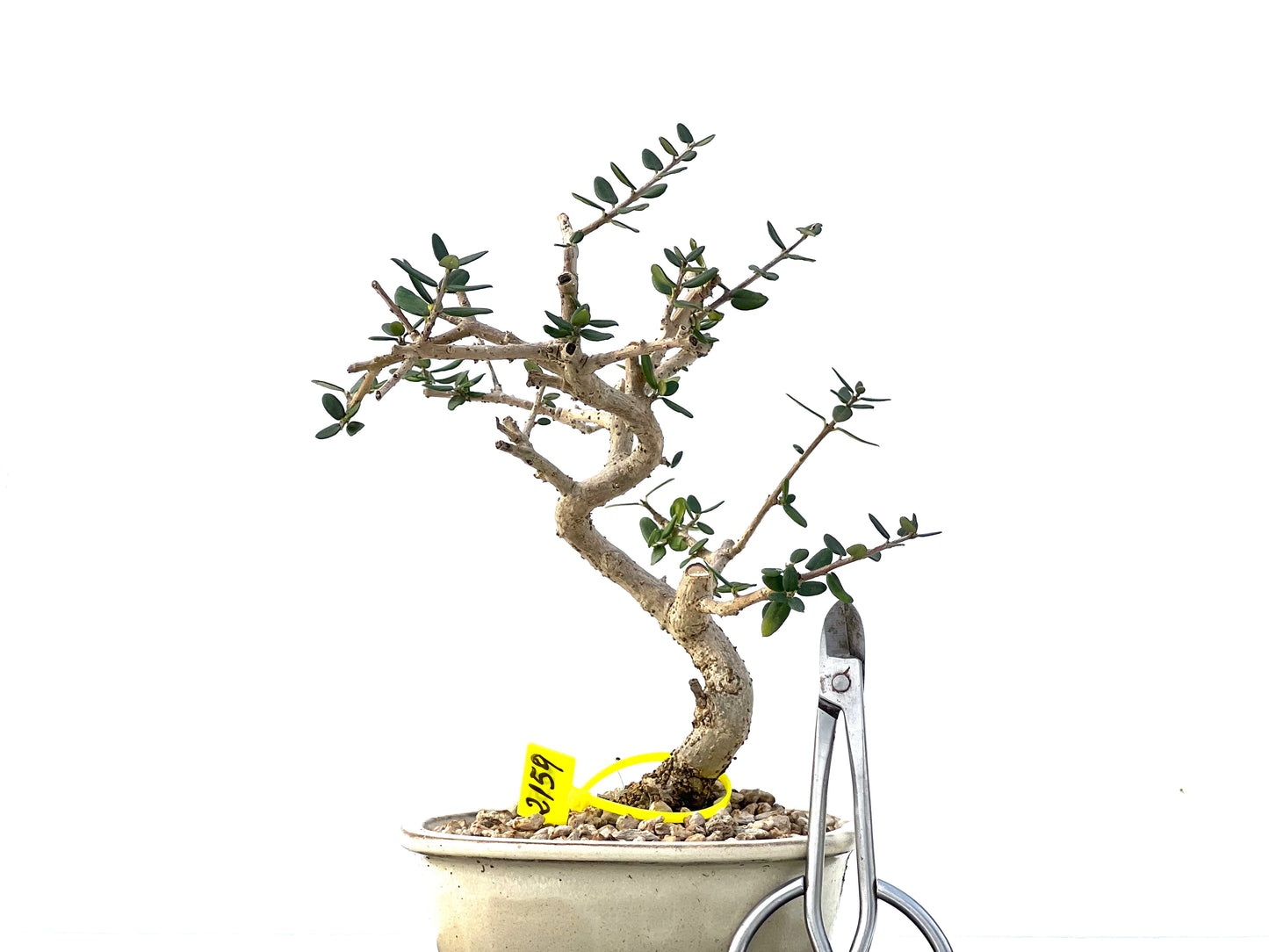 Olea Europaea Sylvestris 2159