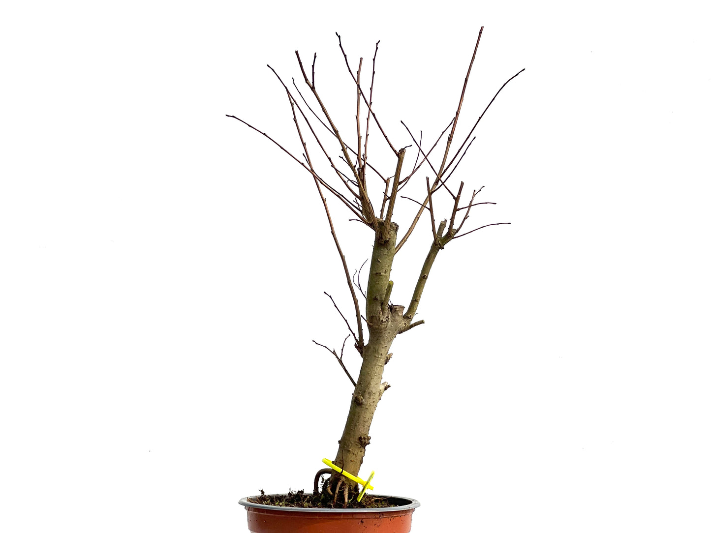 Ulmus Minor 3807