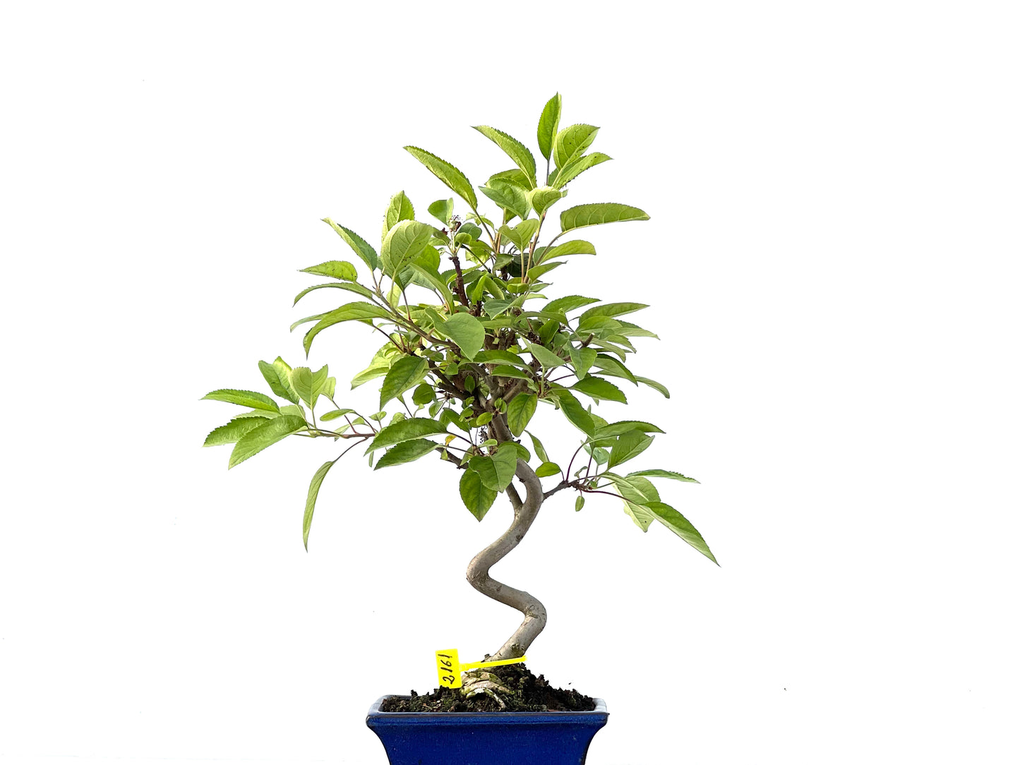 Malus Everest 2161