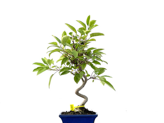 Malus Everest 2161