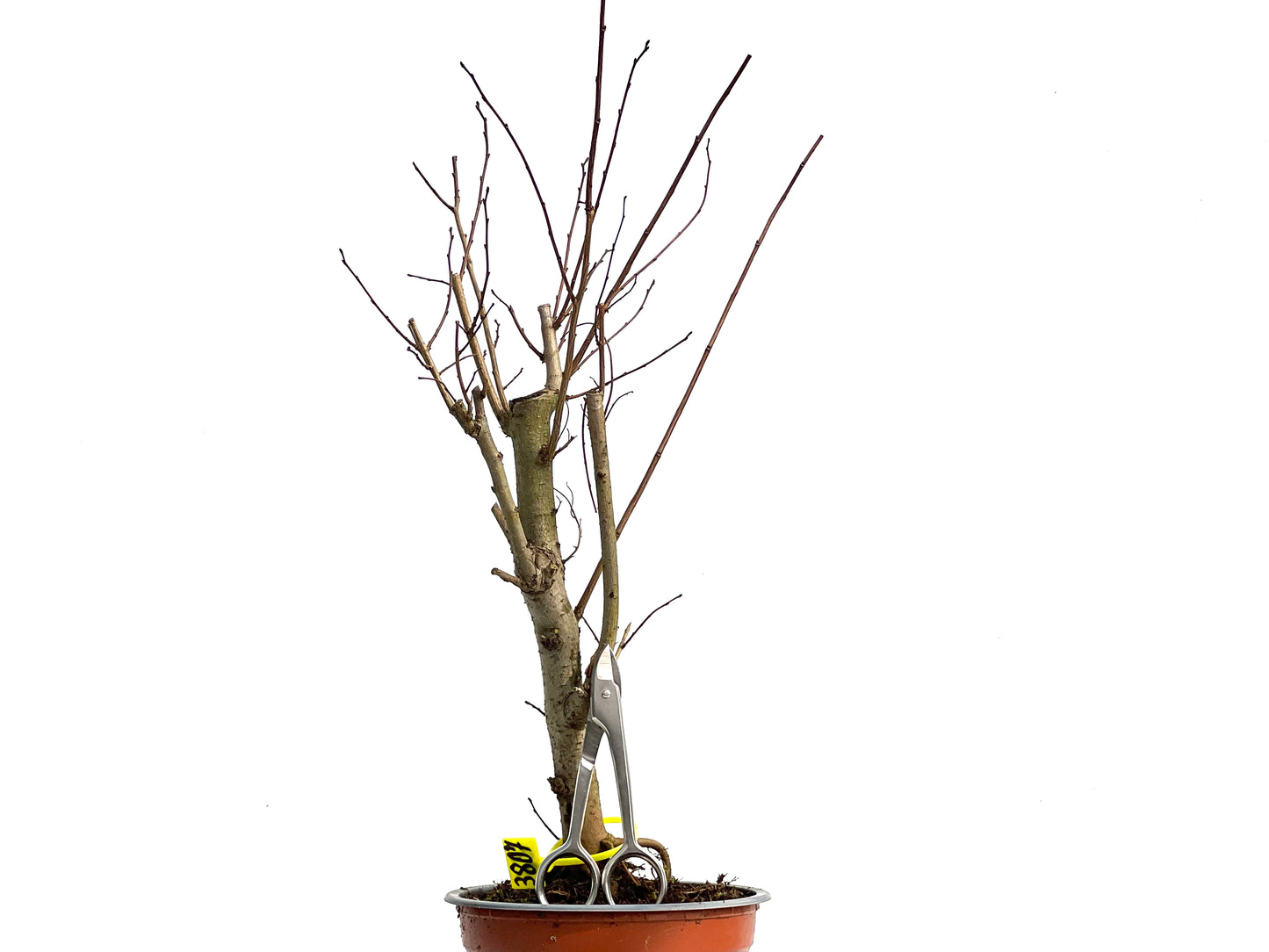 Ulmus Minor 3807