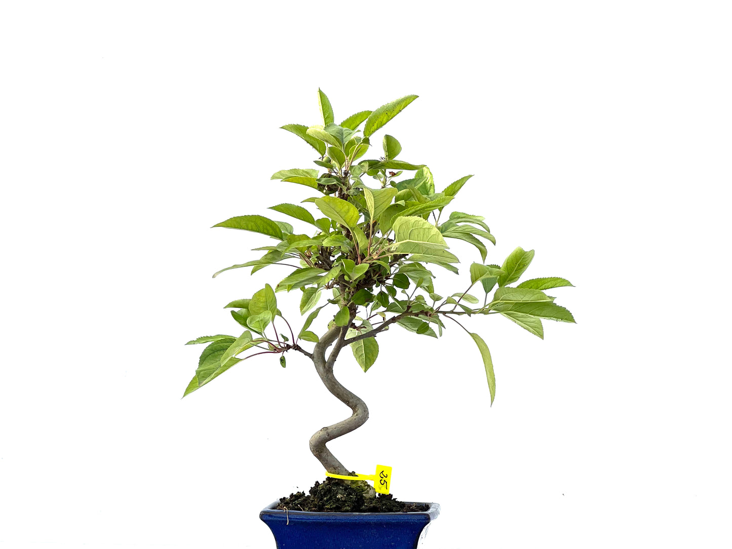 Malus Everest 2161