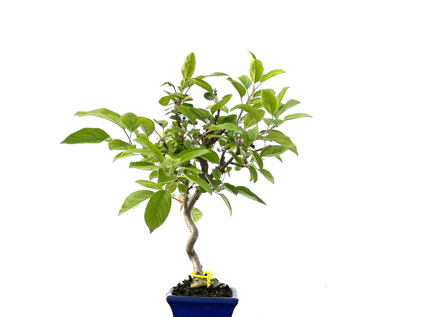 Malus Everest 2161