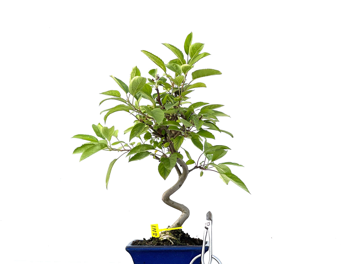 Malus Everest 2161