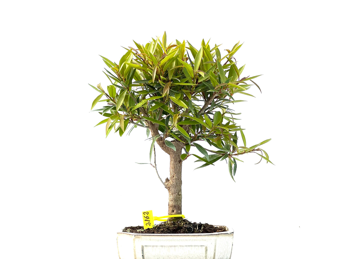 Ficus Nerifolia 2162