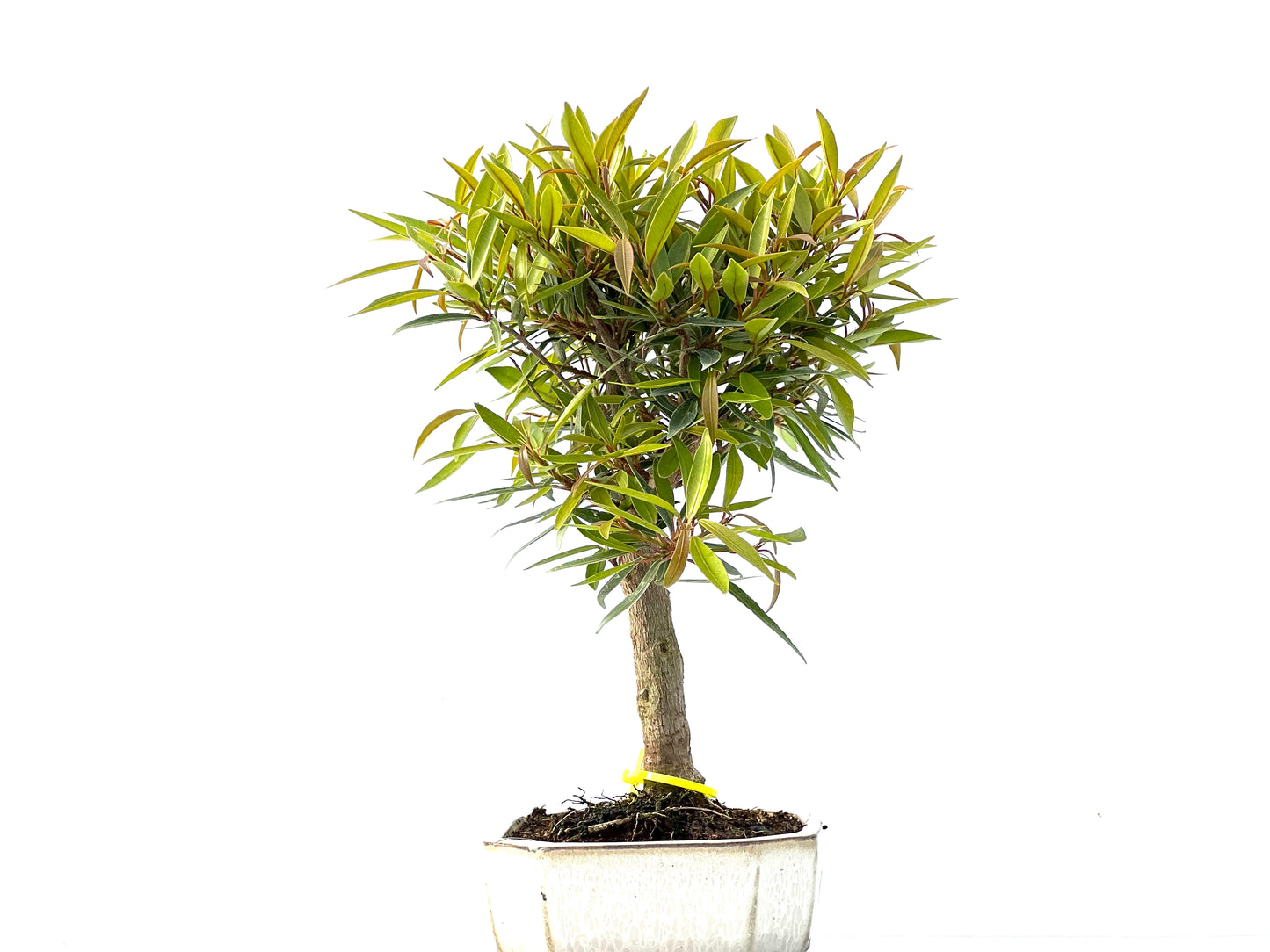 Ficus Nerifolia 2162
