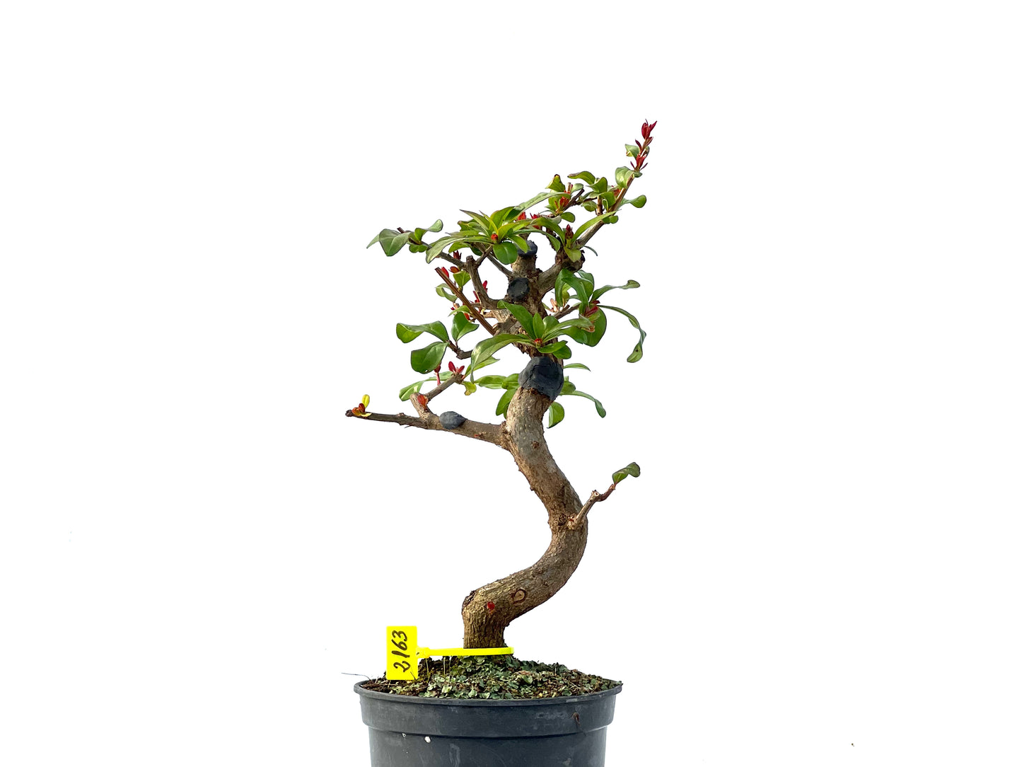 Punica Granatum Nejikan 2163