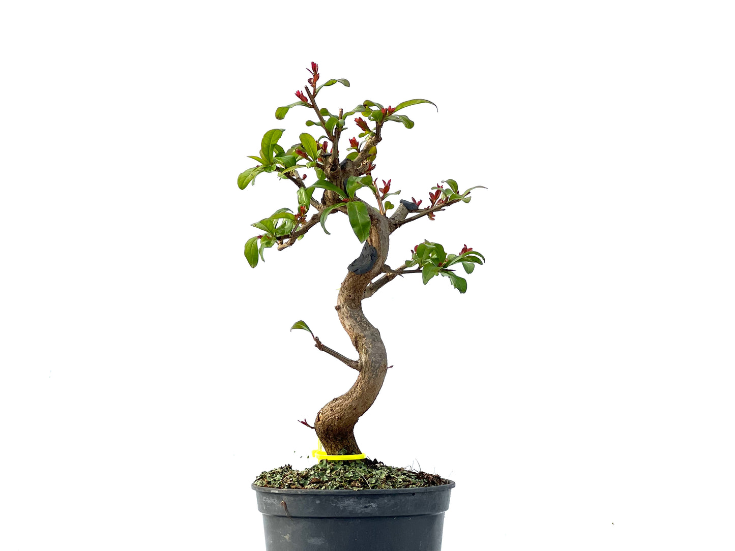 Punica Granatum Nejikan 2163
