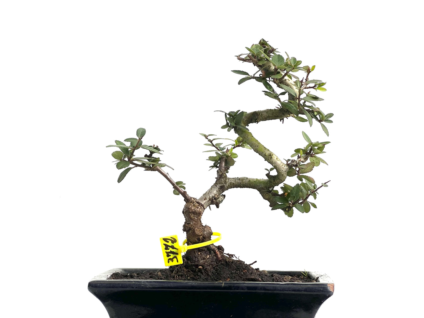 Pyracantha 3772