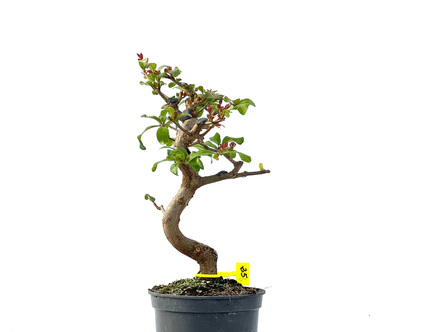 Punica Granatum Nejikan 2163