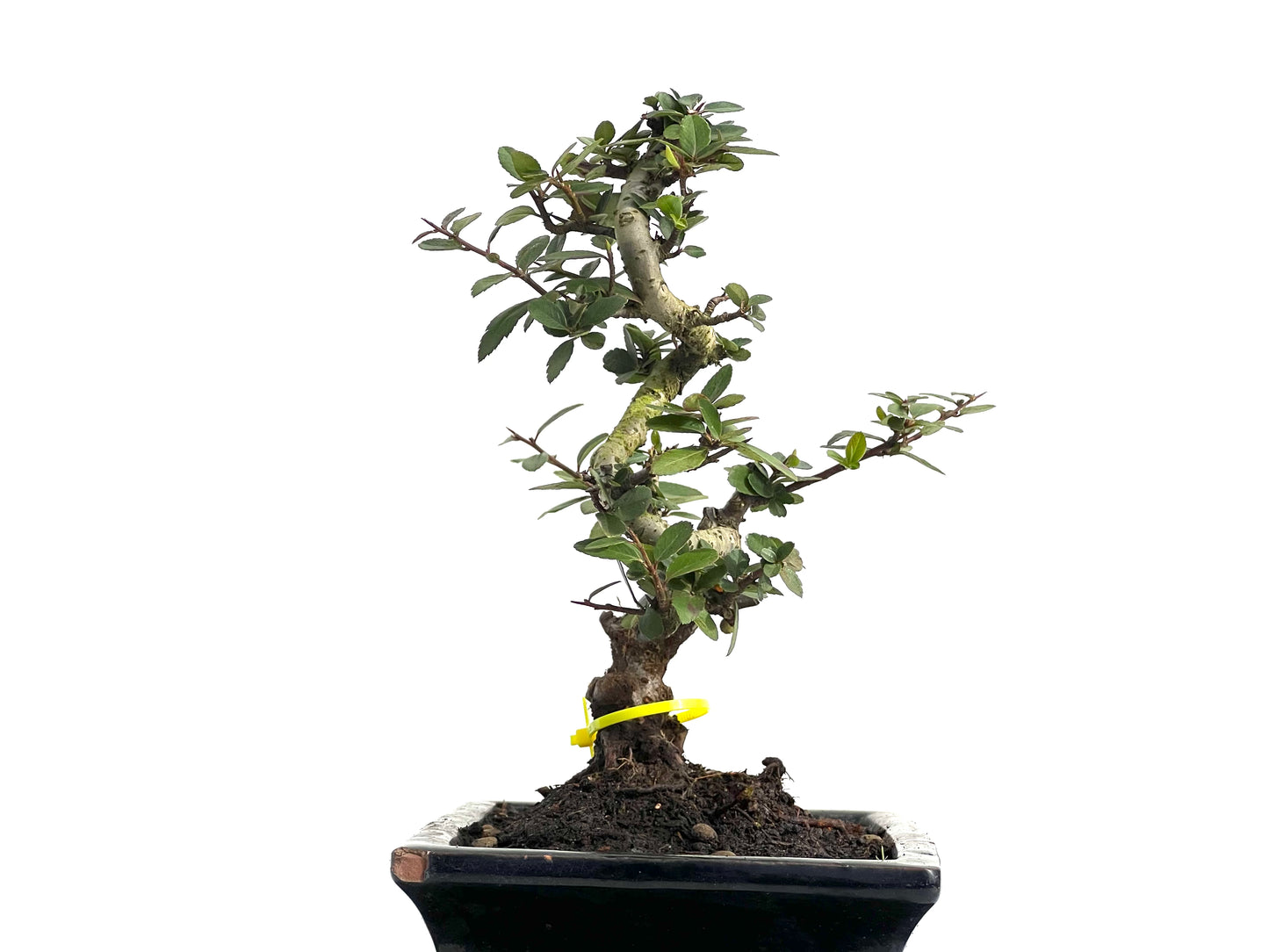 Pyracantha 3772