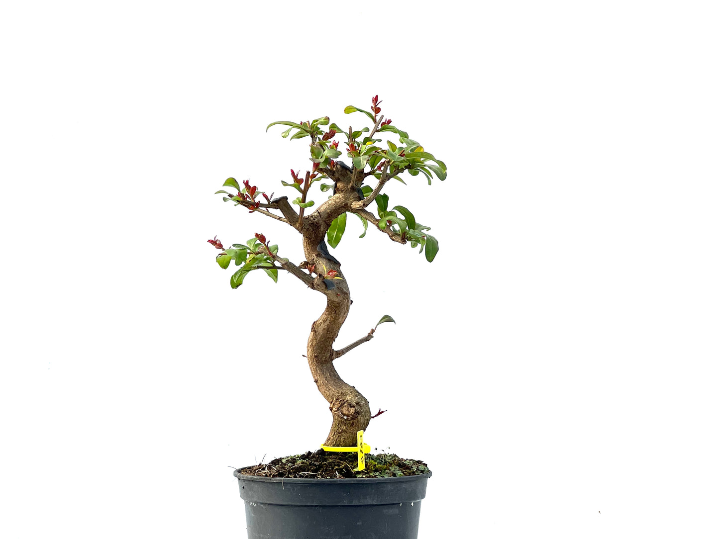 Punica Granatum Nejikan 2163