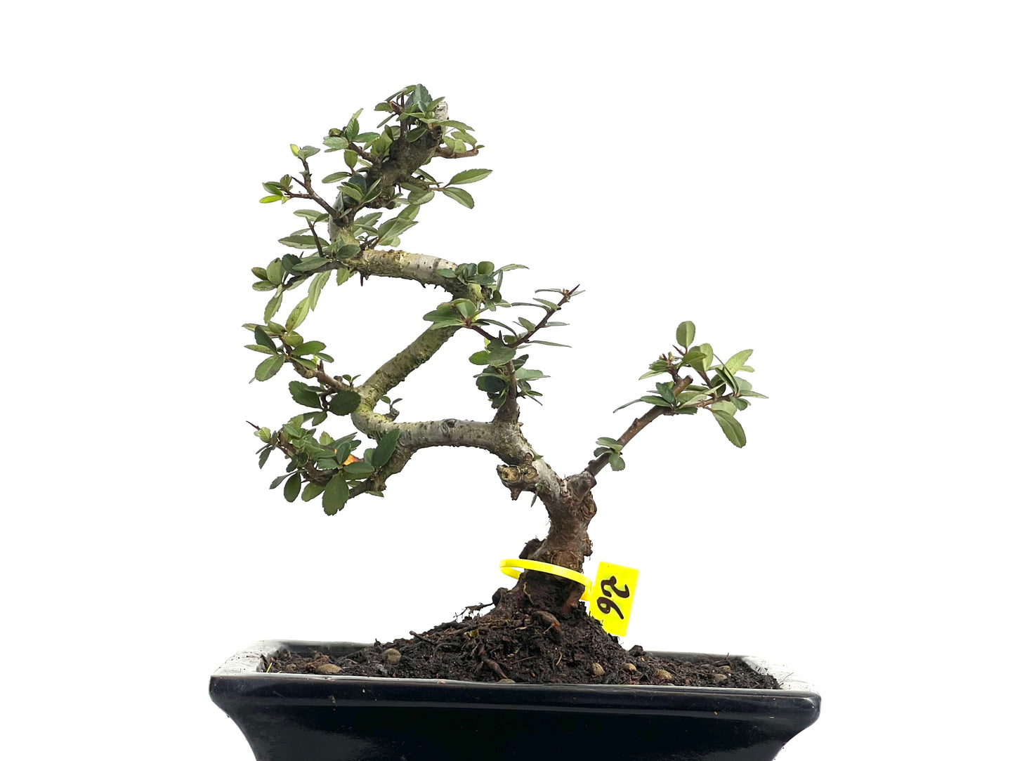 Pyracantha 3772
