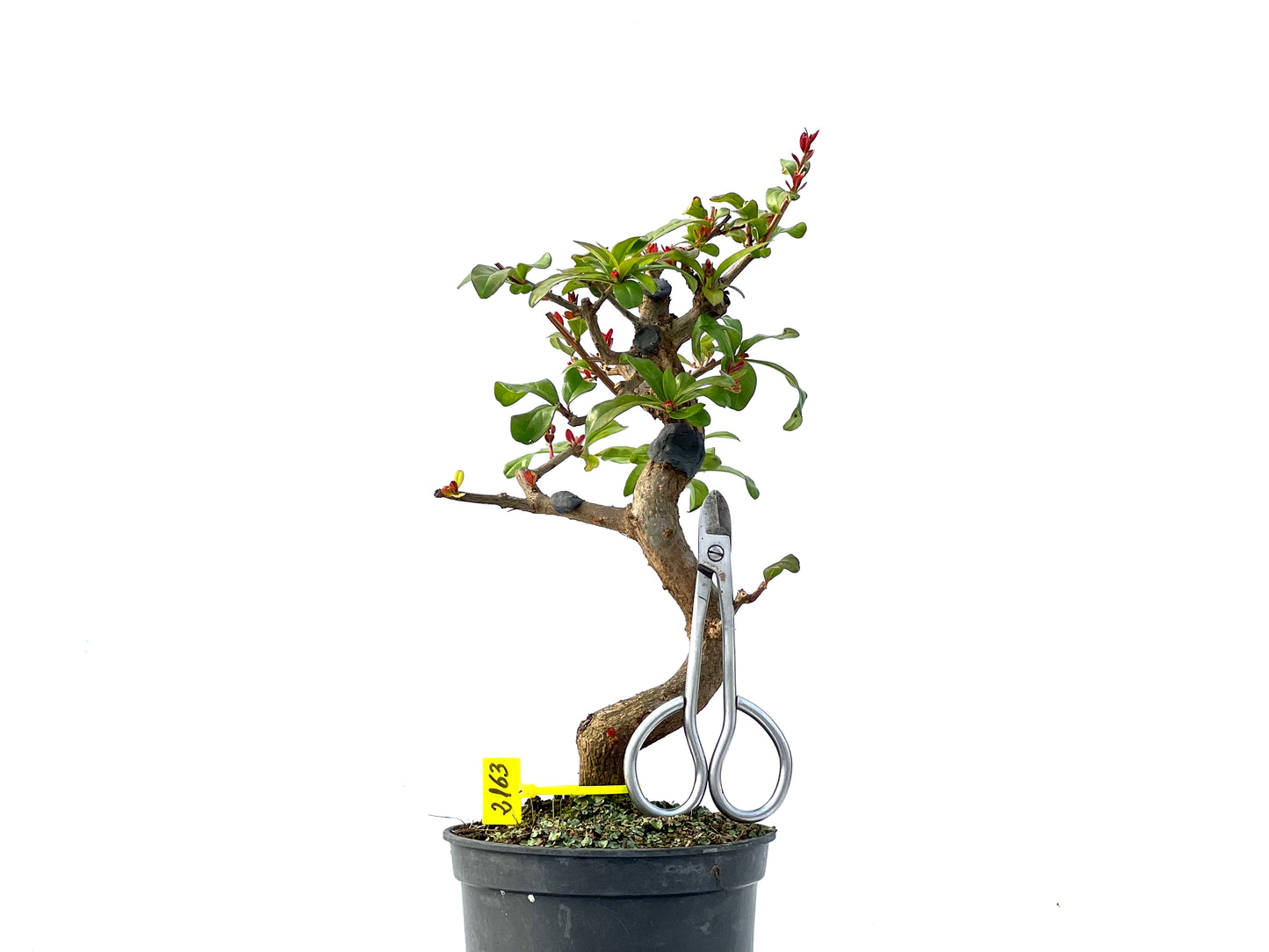 Punica Granatum Nejikan 2163