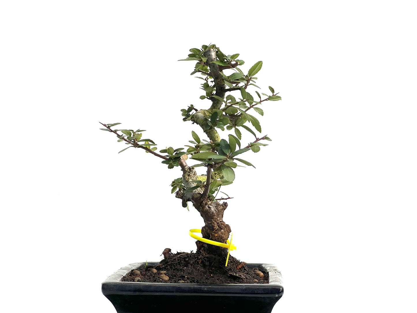 Pyracantha 3772