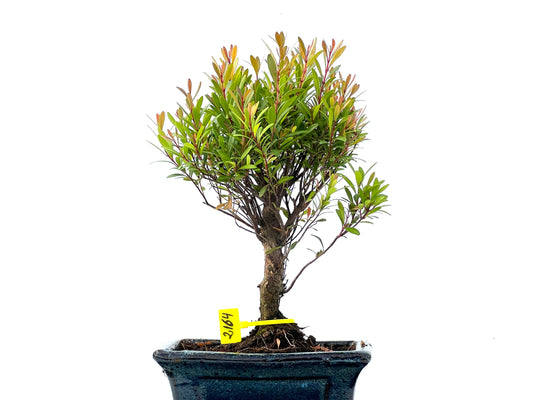 Syzigium Buxiflium 2164