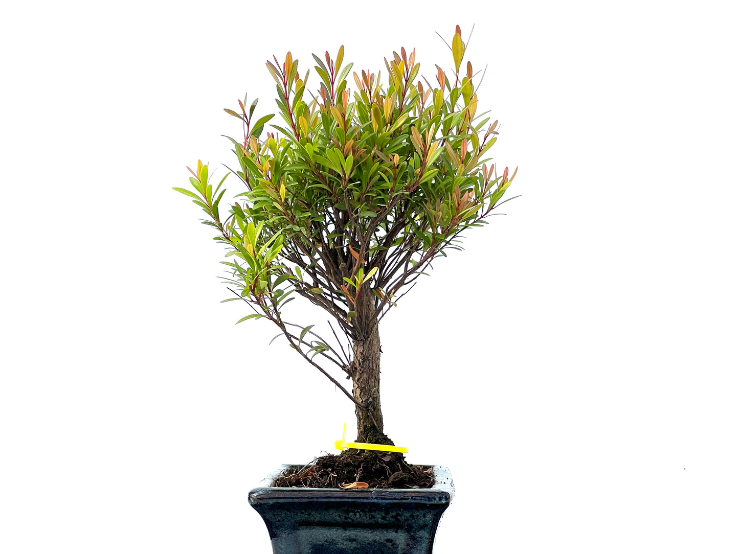 Syzigium Buxiflium 2164