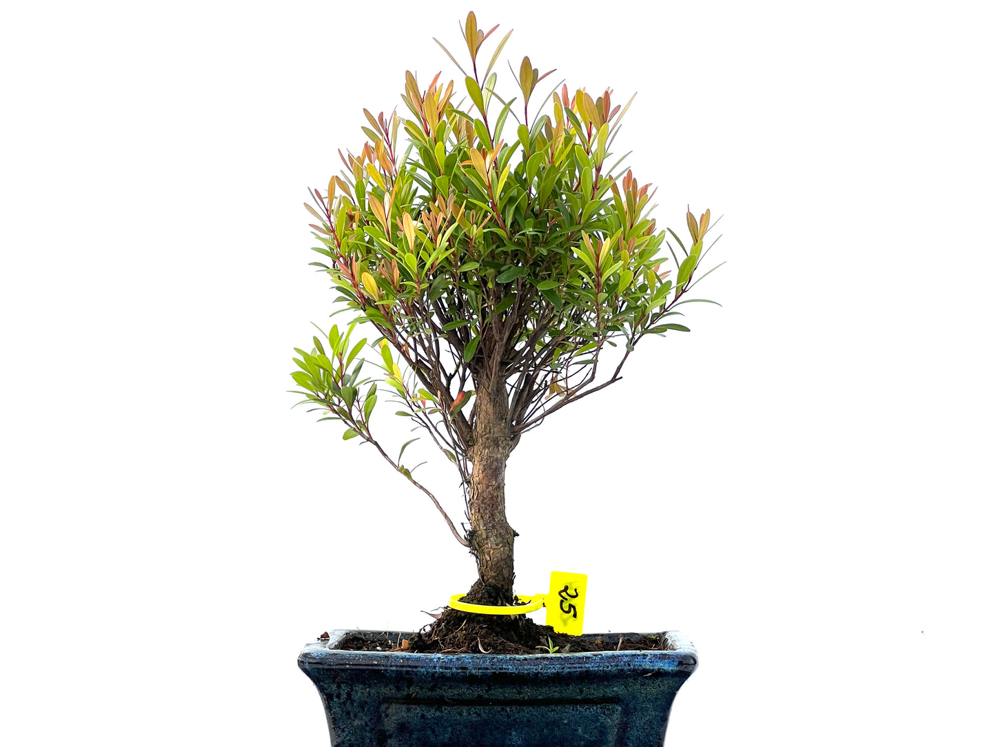 Syzigium Buxiflium 2164