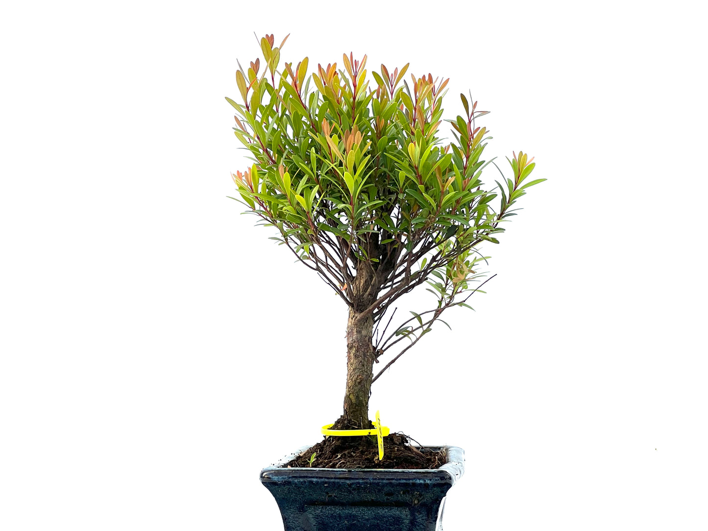 Syzigium Buxiflium 2164