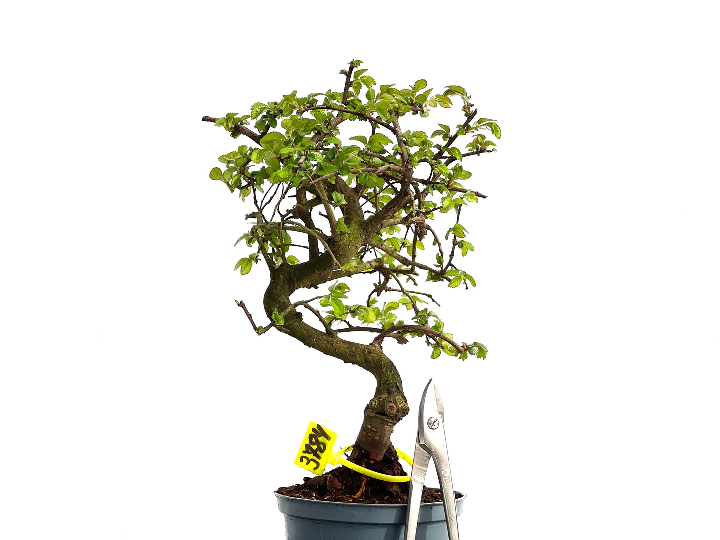 Ulmus Parvifolia 3784