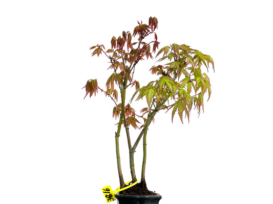 Bosque Acer Palmatum 3816