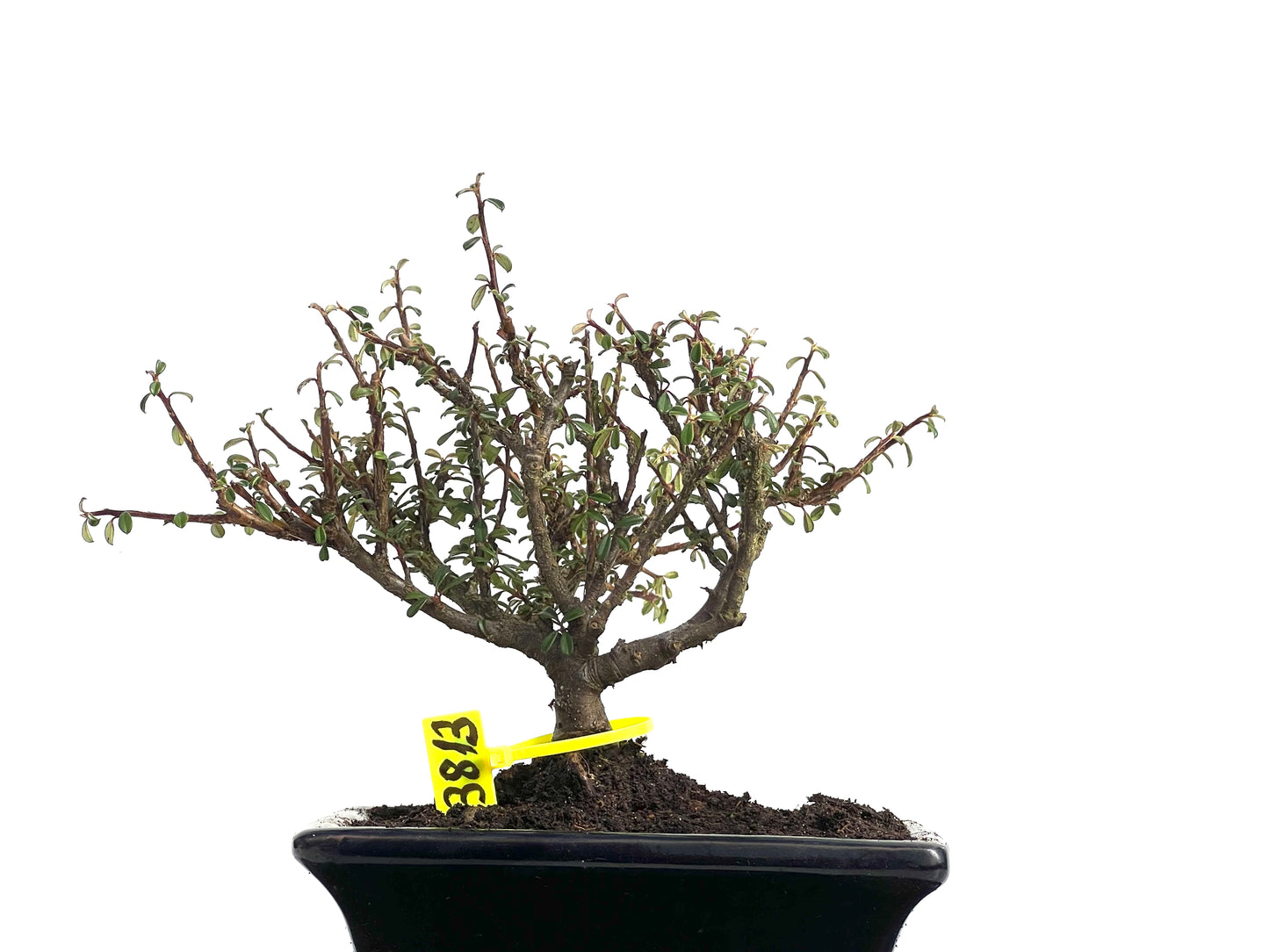 Cotoneaster Microphyllus 3813