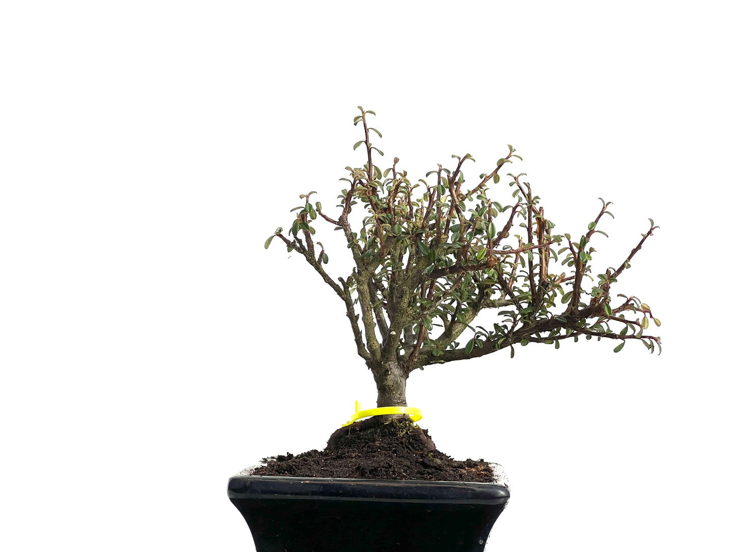 Cotoneaster Microphyllus 3813