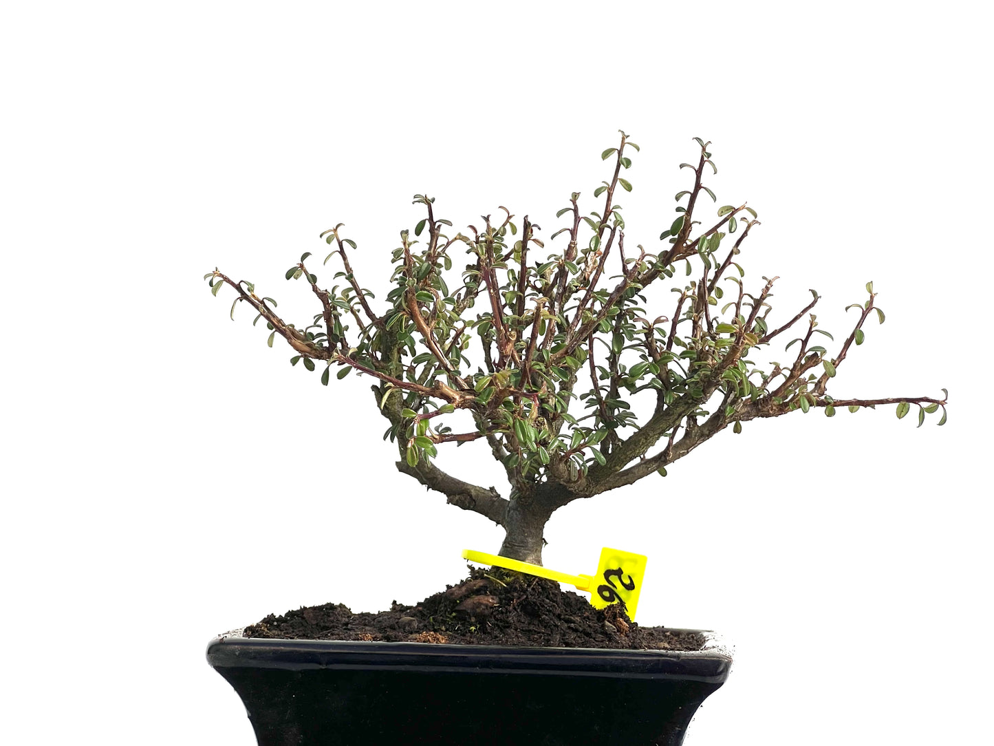 Cotoneaster Microphyllus 3813