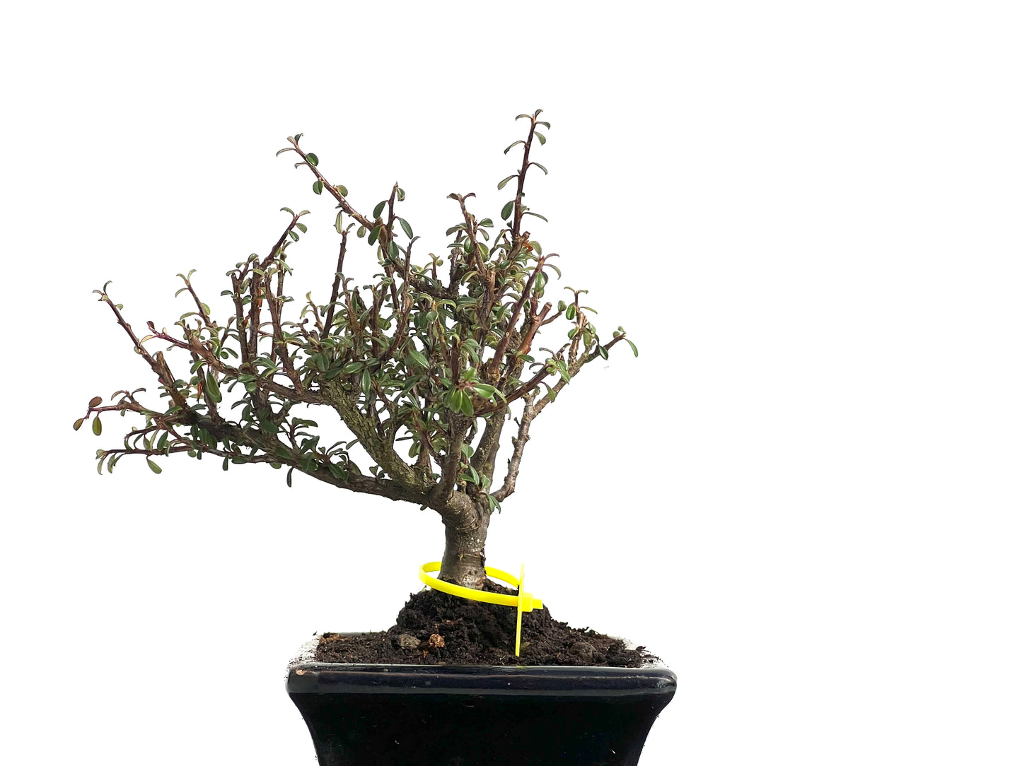 Cotoneaster Microphyllus 3813