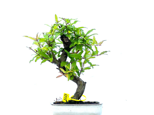 Punica Granatum Nejikan 2167